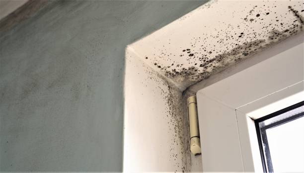 Best Emergency Mold Remediation  in Franklinville, NJ