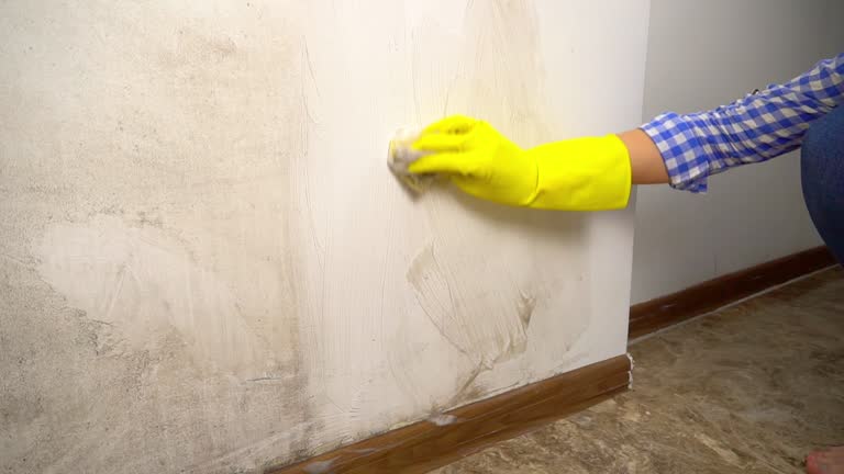 Best Mold Prevention Services  in Franklinville, NJ