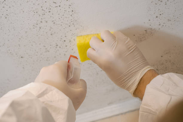 Best Real Estate Mold Inspection  in Franklinville, NJ