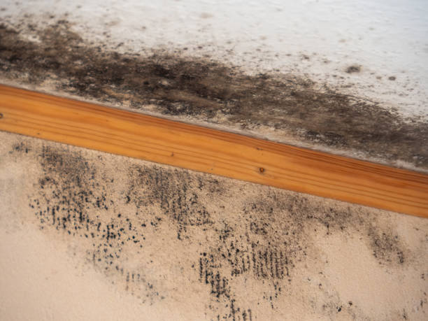 Best Mold Remediation for Healthcare Facilities  in Franklinville, NJ