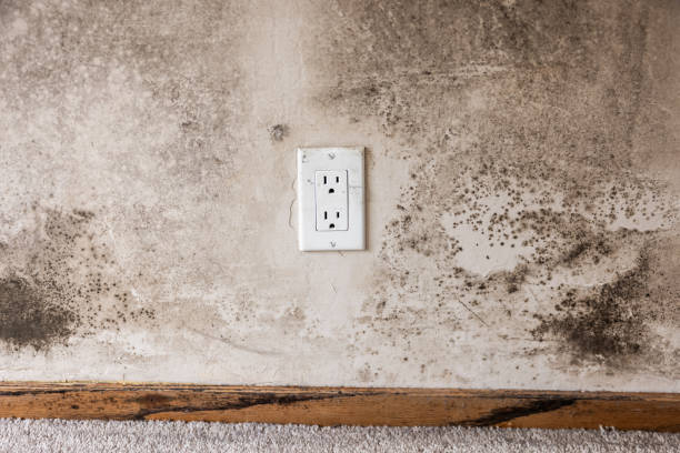 Mold Removal for HVAC Installations in Franklinville, NJ