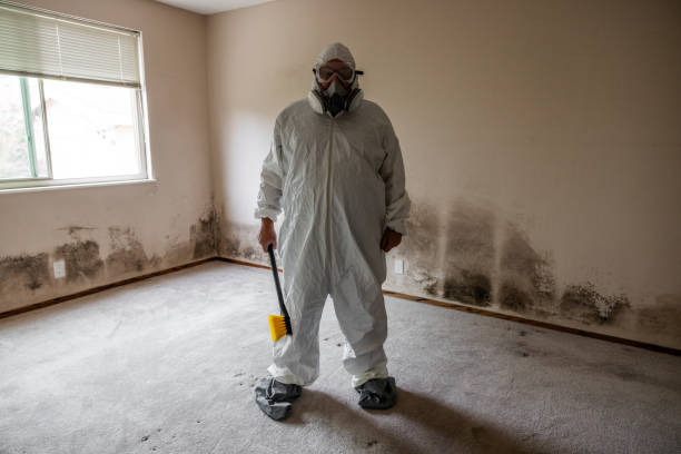Best Mold Damage Restoration  in Franklinville, NJ